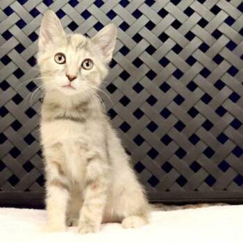 Audie -  Domestic Short Hair Cat for Adoption in Midland, Texas - Audie | PetCurious