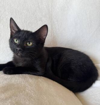 Domestic Short Hair Cats Available for Adoption - Ashley  | PetCurious