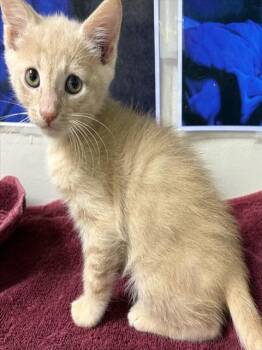 Domestic Short Hair Cats Available for Adoption in Pueblo, Colorado - A1783803 | PetCurious