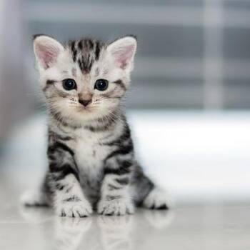 Test animal -  Abyssinian Cat for Adoption in Maple Falls, Washington - Test Animal | PetCurious