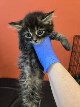 WEEKLY -  Domestic Medium Hair Cat for Adoption in Louisville, Kentucky - WEEKLY | PetCurious
