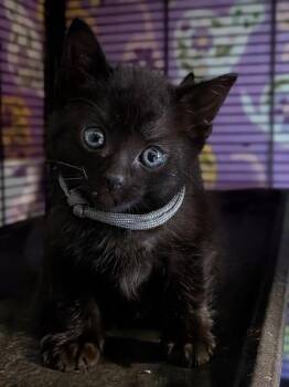 Domestic Short Hair Cats Available for Adoption - Benedict | PetCurious