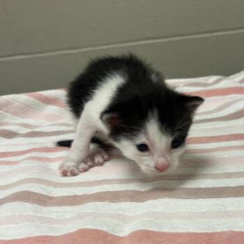 Sage -  Domestic Short Hair Cat for Adoption in Bristol, Indiana - Sage | PetCurious