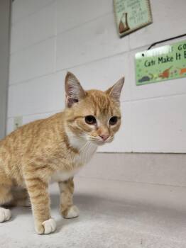 Rescue Domestic Short Hair Cats for Adoption in Chilton, Wisconsin - Blizzard | PetCurious