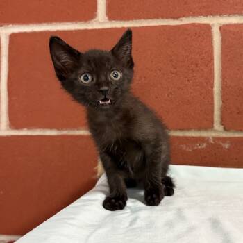 Rescue Domestic Short Hair Cats for Adoption in Cabot, Arkansas - Paw-La | PetCurious