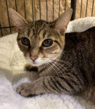 Domestic Short Hair Cats Available for Adoption in Jackson, Michigan - Hermione | PetCurious