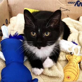 Graham -  Tuxedo and Domestic Short Hair Cat for Adoption in UNIVERSITY PA, Maryland - Graham | PetCurious