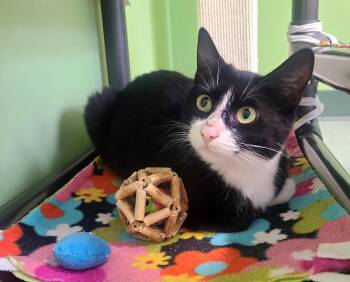 Mystic -  Domestic Short Hair Cat for Adoption in Kirkland, Washington - Mystic | PetCurious