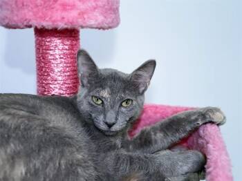 Domestic Short Hair Cats Available for Adoption in Fort Lauderdale, Florida - SUKI | PetCurious