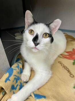 Rescue Oriental Short Hair and Domestic Short Hair Cats for Adoption in Waterloo, Iowa - Peeta | PetCurious