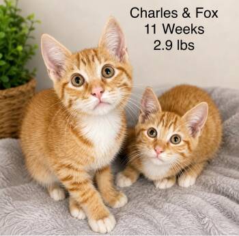 Fox - Sweet and affectionate -  Domestic Short Hair Cat for Adoption in Muskego, Wisconsin - Fox - Sweet And Affectionate | PetCurious
