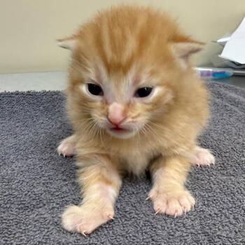 Yarrow -  Domestic Short Hair Cat for Adoption in Birmingham, Alabama - Yarrow | PetCurious