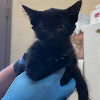 Tailor -  Domestic Short Hair Cat for Adoption in Birmingham, Alabama - Tailor | PetCurious