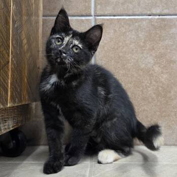 Crala -  Domestic Short Hair Cat for Adoption in Park Rapids, Minnesota - Crala | PetCurious