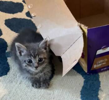 Domestic Short Hair Cats Available for Adoption in Wyoming, Michigan - Anna | PetCurious