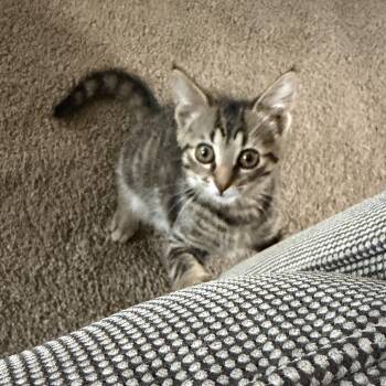 Ann-chovy -  Domestic Short Hair and Tabby Cat for Adoption in Rochester Hills, Michigan - Ann-chovy | PetCurious
