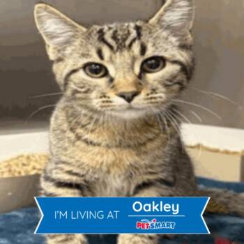 Krash -  Domestic Short Hair Cat for Adoption in Cincinnati, Ohio - Krash | PetCurious