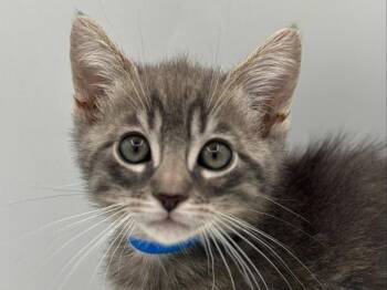 Caymen -  Domestic Short Hair Cat for Adoption in Portland, Oregon - Caymen | PetCurious