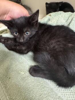 Mercury -  Domestic Short Hair Cat for Adoption in Bloomington, Indiana - Mercury | PetCurious
