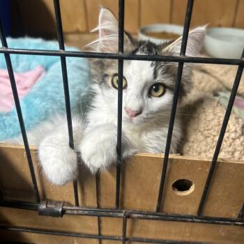 Rescue American Wirehair and American Shorthair Cats for Adoption in Happy, Texas - Seawalt | PetCurious