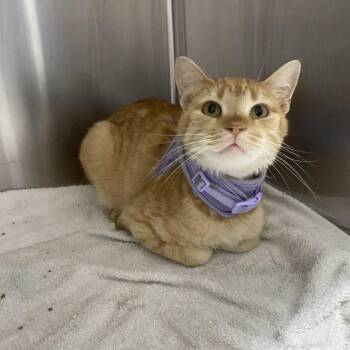 Simba -  Domestic Short Hair Cat for Adoption in Normal, Illinois - Simba | PetCurious