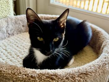 Catmandu -  Domestic Short Hair Cat for Adoption in San Juan Capistrano, California - Catmandu | PetCurious