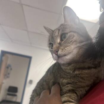 Domestic Short Hair Cats Available for Adoption in Philadelphia, Pennsylvania - Littles | PetCurious