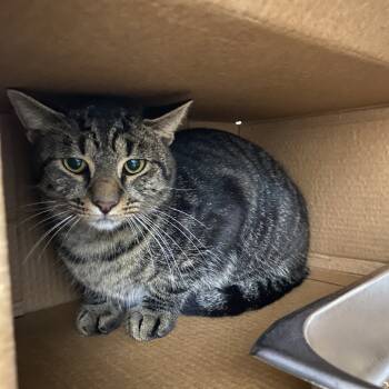 Rescue Domestic Short Hair Cats for Adoption in Windsor, Virginia - Mr. Toby | PetCurious