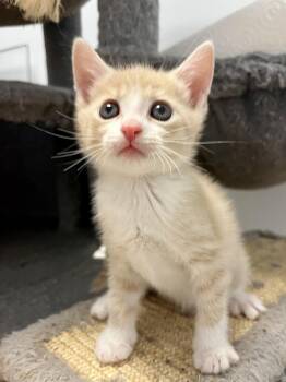 Domestic Short Hair Cats Available for Adoption in Emerald Isle, North Carolina - Brooks | PetCurious