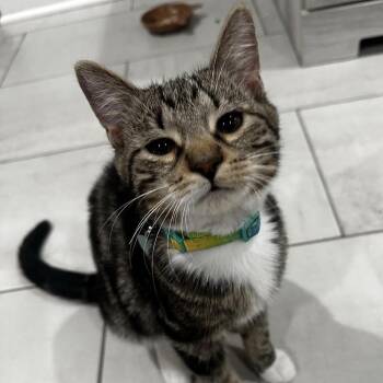 Leoncito -  Domestic Short Hair and Mixed Breed Cat for Adoption in Chicago, Illinois - Leoncito | PetCurious