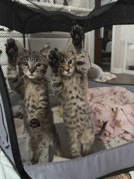 Rescue Domestic Short Hair Cats for Adoption in Salisbury, North Carolina - Lola&Lala | PetCurious