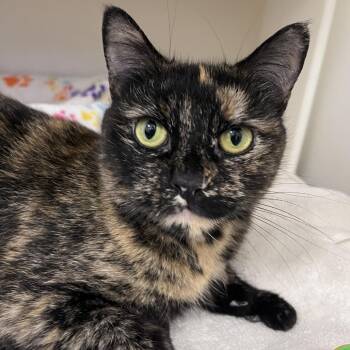 Tallulah -  Domestic Short Hair Cat for Adoption in Ashland, Massachusetts - Tallulah | PetCurious