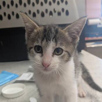 Mozzarella -  Domestic Short Hair Cat for Adoption in Huntsville, Arkansas - Mozzarella | PetCurious