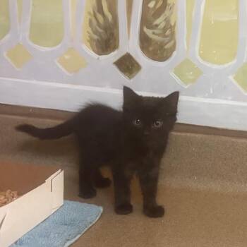 Midnight -  Domestic Short Hair Cat for Adoption - Midnight | PetCurious