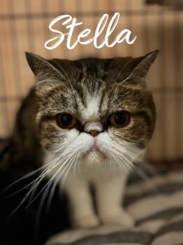 Rescue Domestic Short Hair Cats for Adoption in Rutherfordton, North Carolina - Stella | PetCurious