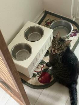 Sam & Barbara CP -  American Shorthair Cat for Adoption in Austin, Texas - Sam & Barbara CP | PetCurious