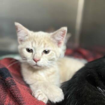 Rescue Domestic Short Hair Cats for Adoption in Newport, Tennessee - Pinky | PetCurious