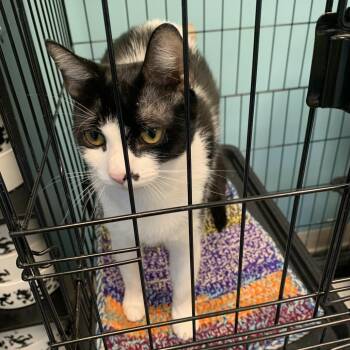 Jelly -  Domestic Short Hair Cat for Adoption in Fredericksburg, Virginia - Jelly | PetCurious