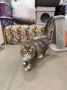 Picasso -  Domestic Long Hair Cat for Adoption in St. Cloud, Florida - Picasso | PetCurious