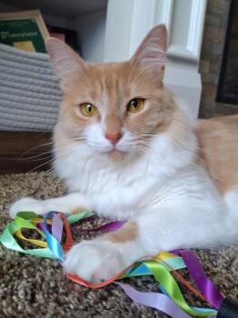 Buttercup -  Maine Coon and Domestic Long Hair Cat for Adoption in Yorba Linda, California - Buttercup | PetCurious
