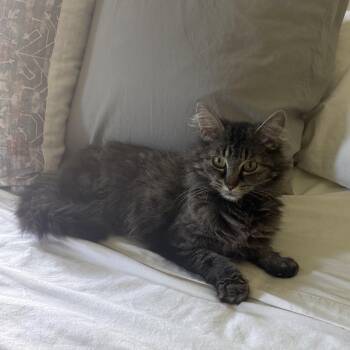 Domestic Medium Hair Cats Available for Adoption in Bentonville, Arkansas - Queen Astro | PetCurious