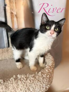 River -  Domestic Short Hair Cat for Adoption in Ruskin, Florida - River | PetCurious