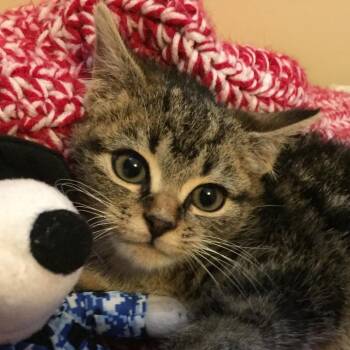 Ashley -  Domestic Short Hair Cat for Adoption in Waldorf, Maryland - Ashley | PetCurious