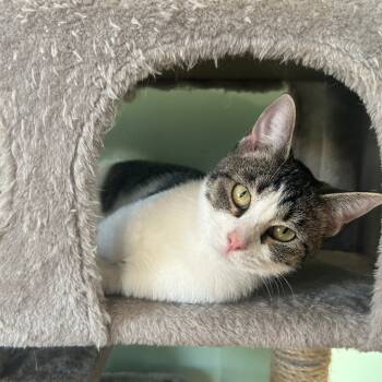 Rescue Domestic Short Hair Cats for Adoption in Cleveland, Mississippi - Clara | PetCurious
