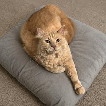 Sparky -  Domestic Short Hair Cat for Adoption in Edwardsville, Illinois - Sparky | PetCurious
