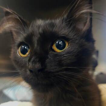 Sabrina -  Domestic Short Hair Cat for Adoption in Bentonville, Arkansas - Sabrina | PetCurious