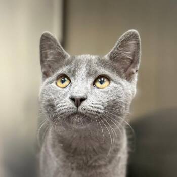 Burma -  Domestic Short Hair Cat for Adoption in Pittsford, Vermont - Burma | PetCurious