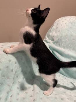 Domestic Short Hair Cats Available for Adoption in Wheaton, Illinois - Simon | PetCurious