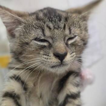 Olive -  Domestic Medium Hair Cat for Adoption in Charleston, West Virginia - Olive | PetCurious