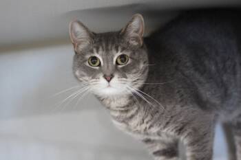 Domestic Short Hair Cats Available for Adoption in Ottumwa, Iowa - Piper | PetCurious